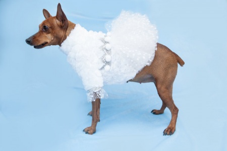 Костюм для собак Снегурочка для собак - интернет-магазин карнавальных костюмов ВМАСКАХ.РФ
